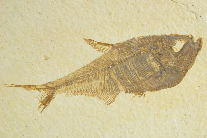 Detailed Fossil Fish (Diplomystus) - Wyoming #363808